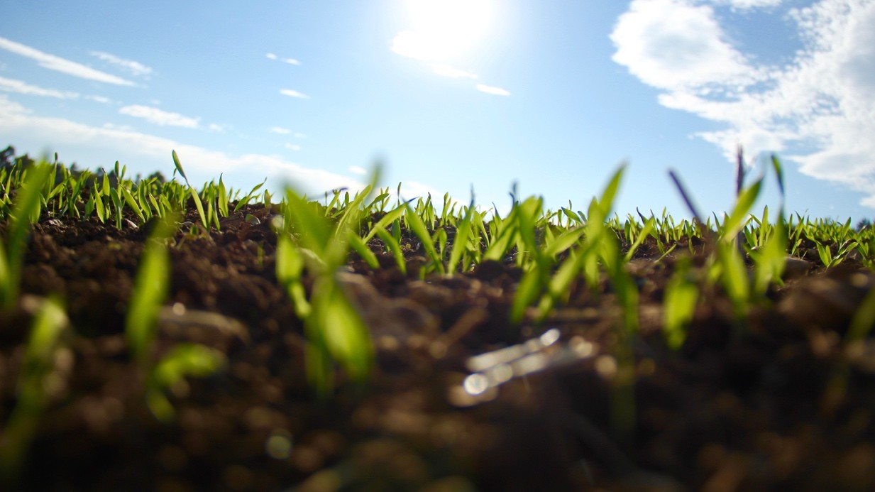 Junge Grashalme im Sonnenlicht